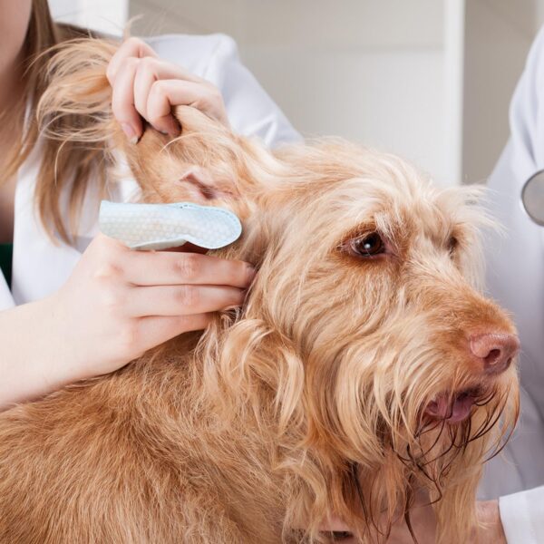 Dog Ear Cleaner Wipes - Image 2